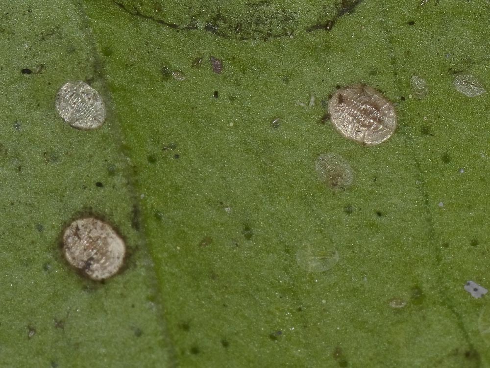 Aleyrodidae?